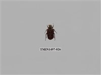 藏品(巴蘭陷紋金龜)的圖片